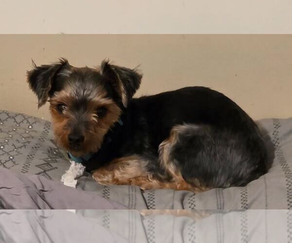 Medium Photo #8 Mutt Puppy For Sale in Arlington, VA, USA