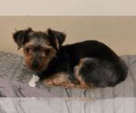 Small #7 Mutt