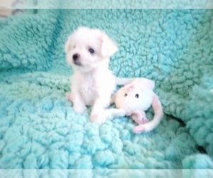 Bichon Frise Puppy for sale in LAUREL, MS, USA