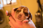 Small Photo #25 Basset Hound Puppy For Sale in PETERSBURG, IN, USA