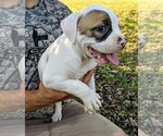 Small Photo #25 American Bulldog Puppy For Sale in MILLS RIVER, NC, USA