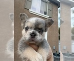 Puppy Patches French Bulldog