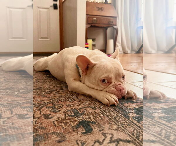 Medium Photo #3 French Bulldog Puppy For Sale in St. Louis Park, MN, USA