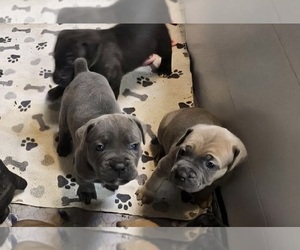 Cane Corso Puppy for sale in CAMBY, IN, USA