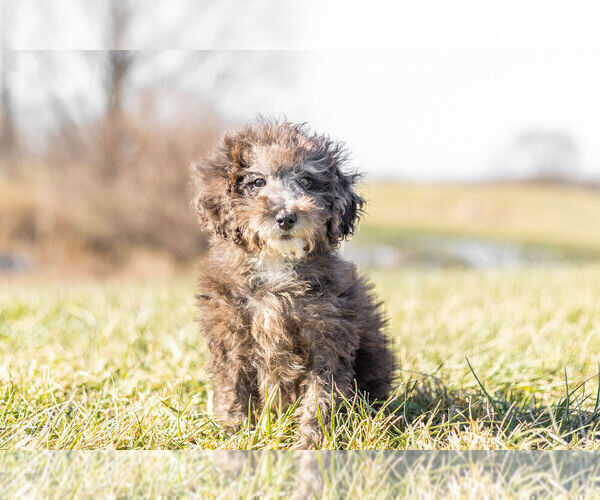 Medium Photo #5 Goldendoodle (Miniature) Puppy For Sale in WARSAW, IN, USA