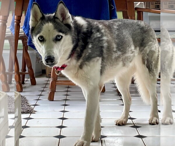 Medium Photo #4 Siberian Husky Puppy For Sale in Canton, CT, USA