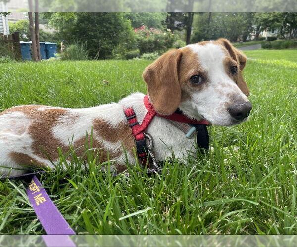 Medium Photo #3 Beagle-Unknown Mix Puppy For Sale in Fairfax, VA, USA