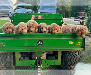 Goldendoodle Litter for sale in MADISON, GA, USA