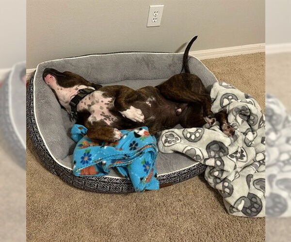 Medium Photo #2 Mutt Puppy For Sale in Orlando, FL, USA