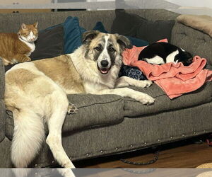 Mutt Dogs for adoption in Woodbury, NY, USA