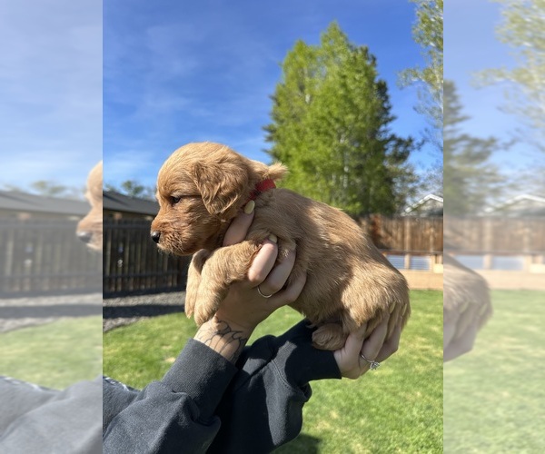 Medium Photo #16 Australian Labradoodle Puppy For Sale in STAR, ID, USA