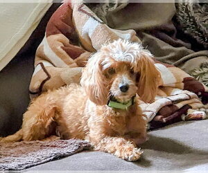 Cavalier King Charles Spaniel-Unknown Mix Dogs for adoption in House Springs, MO, USA