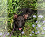 Small #2 German Shepherd Dog Mix