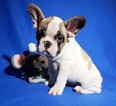 Small Photo #9 French Bulldog Puppy For Sale in ADRIAN, MI, USA