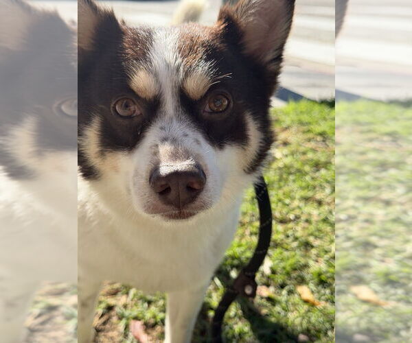 Medium Photo #7 Chihuahua-Unknown Mix Puppy For Sale in Studio City, CA, USA