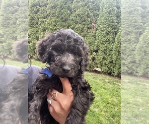 Goldendoodle Puppy for sale in SPOKANE, WA, USA