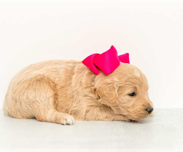 Medium Photo #3 Goldendoodle Puppy For Sale in LITTLE ROCK, AR, USA