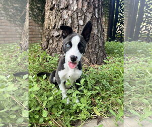 American Pit Bull Terrier-Huskies Mix Dogs for adoption in The Woodlands, TX, USA