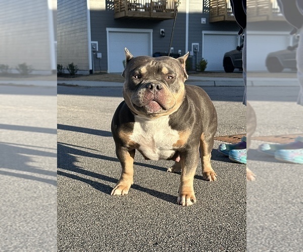 Medium Photo #1 American Bully Puppy For Sale in RALEIGH, NC, USA