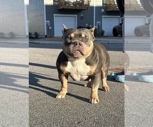 Mother of the American Bully puppies born on 01/11/2024