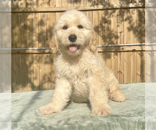 Medium Photo #1 Goldendoodle Puppy For Sale in OCALA, FL, USA