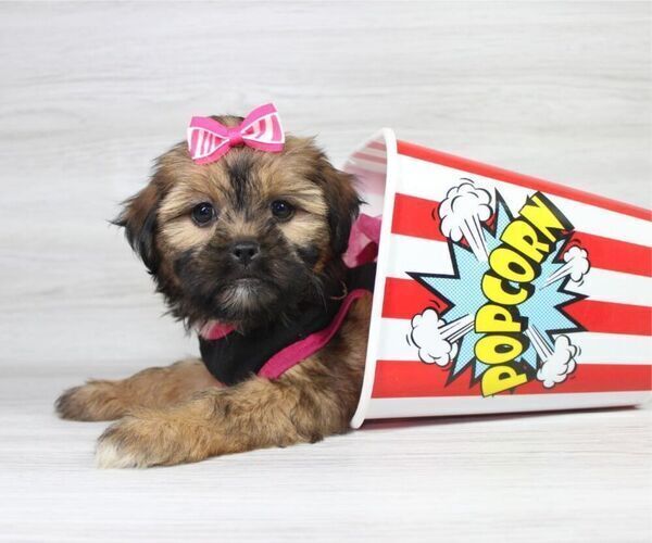 Medium Photo #12 Zuchon Puppy For Sale in LAS VEGAS, NV, USA