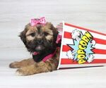 Small Photo #12 Zuchon Puppy For Sale in LAS VEGAS, NV, USA