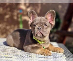 French Bulldog Puppy for sale in LONGMEADOW, MA, USA