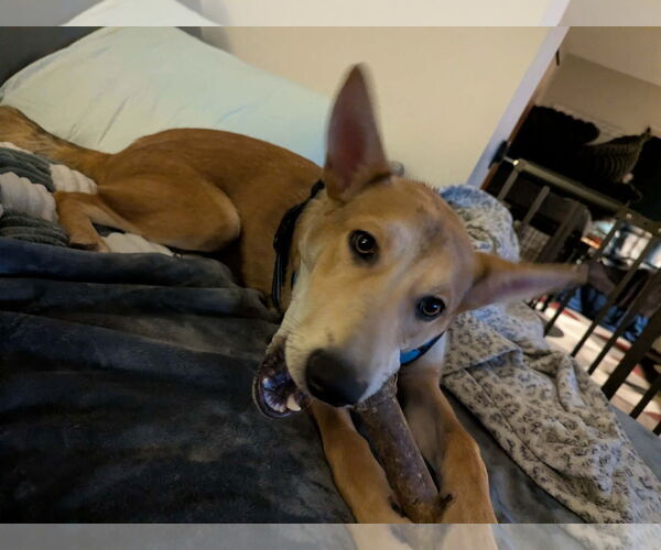 Medium Photo #5 Mutt Puppy For Sale in Westwood, NJ, USA