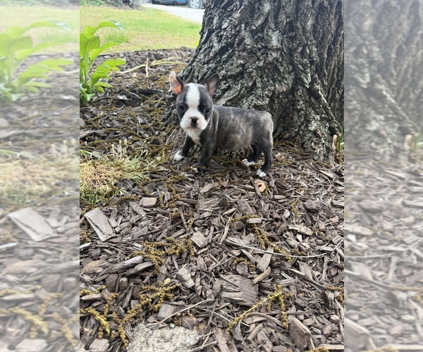 Medium Photo #4 Boston Terrier Puppy For Sale in FREDONIA, KS, USA