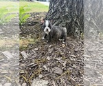 Small #3 Boston Terrier