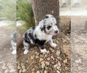 Aussiedoodle Puppy for sale in GILBERT, AZ, USA