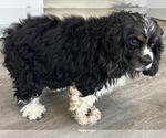 Small #1 Cocker Spaniel