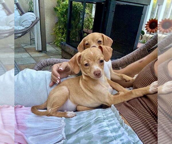 Medium Photo #6 Chiweenie Puppy For Sale in San Juan Capistrano, CA, USA