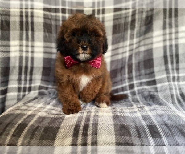Medium Photo #6 ShihPoo Puppy For Sale in LAKELAND, FL, USA