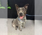 Small #2 Mutt