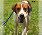 Small #3 Treeing Walker Coonhound