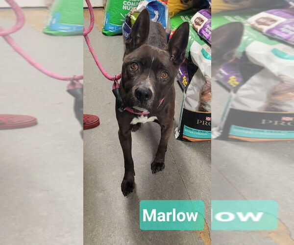 Medium Photo #2 Labrador Retriever-Unknown Mix Puppy For Sale in Richmond, IN, USA