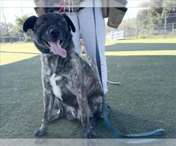 Medium Photo #1 Labrador Retriever-Unknown Mix Puppy For Sale in Martinez, CA, USA