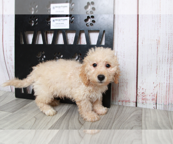 Medium Photo #2 Zuchon Puppy For Sale in MARIETTA, GA, USA