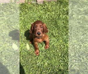 Irish Setter Puppy for sale in ONEONTA, NY, USA