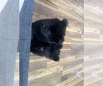 Small #4 Chow Chow