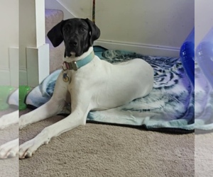 Great Dane Puppy for sale in ROCHESTER, NH, USA