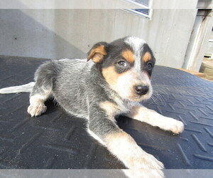 Australian Cattle Dog Puppy for sale in GR, MI, USA