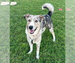 Miller - Male Australian Shepherd Dog for Adoption - Small photo