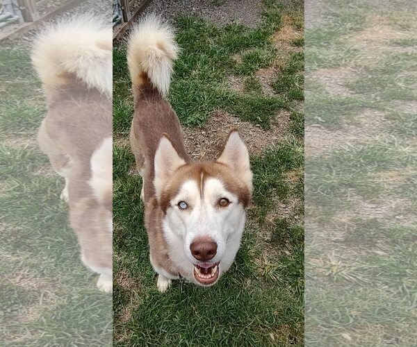 Medium Photo #2 Siberian Husky Puppy For Sale in Uwchlan, PA, USA