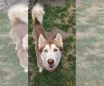 Small #1 Siberian Husky