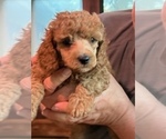 Small Photo #1 Poodle (Miniature) Puppy For Sale in NEWNAN, GA, USA