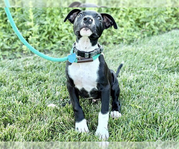 Medium Photo #3 Black Mouth Cur-Bulldog Mix Puppy For Sale in Ames, IA, USA