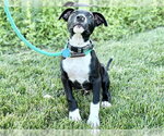 Small Photo #3 Black Mouth Cur-Bulldog Mix Puppy For Sale in Ames, IA, USA